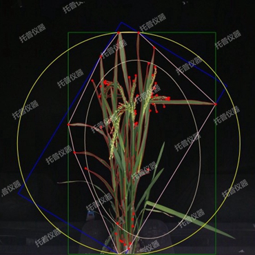 盆栽植物二维数字表型采集分析系统