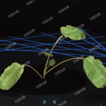 盆栽植物二维数字表型采集分析系统